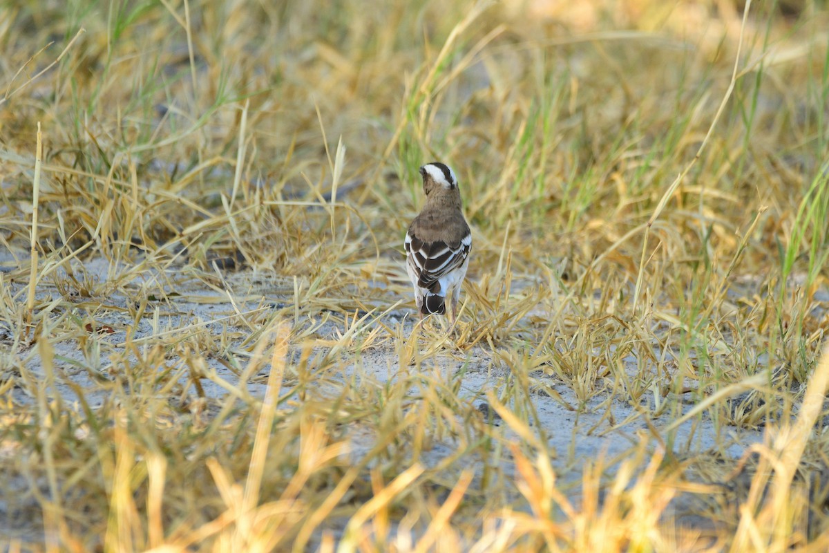 White-browed Sparrow-Weaver - Cole Penning