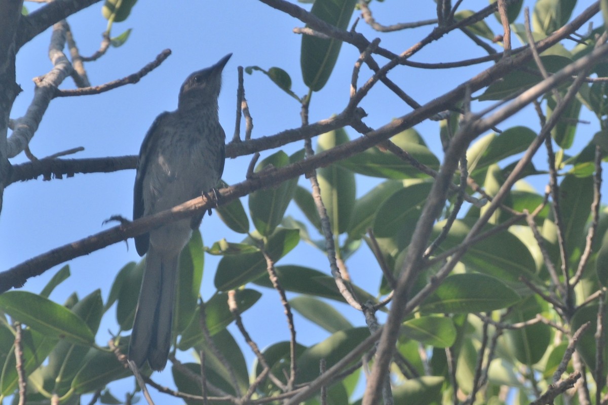 Northern Mockingbird - ML619484677