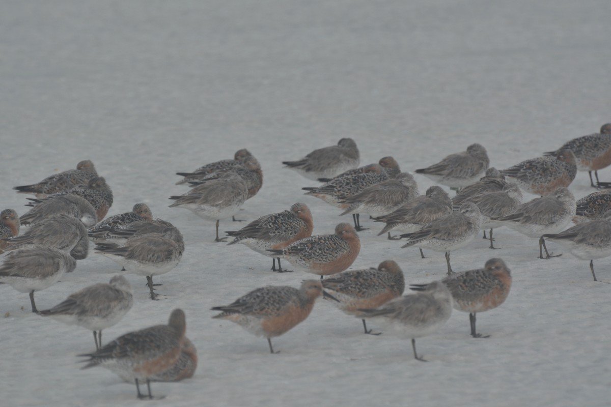 Red Knot - Tom Bisko