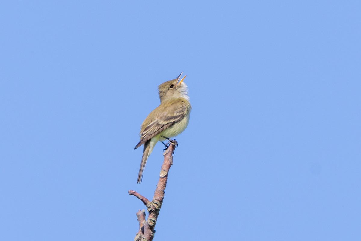 Willow Flycatcher - Stinky Bird