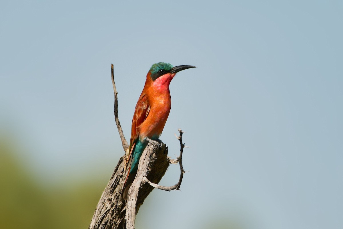 Southern Carmine Bee-eater - Cole Penning