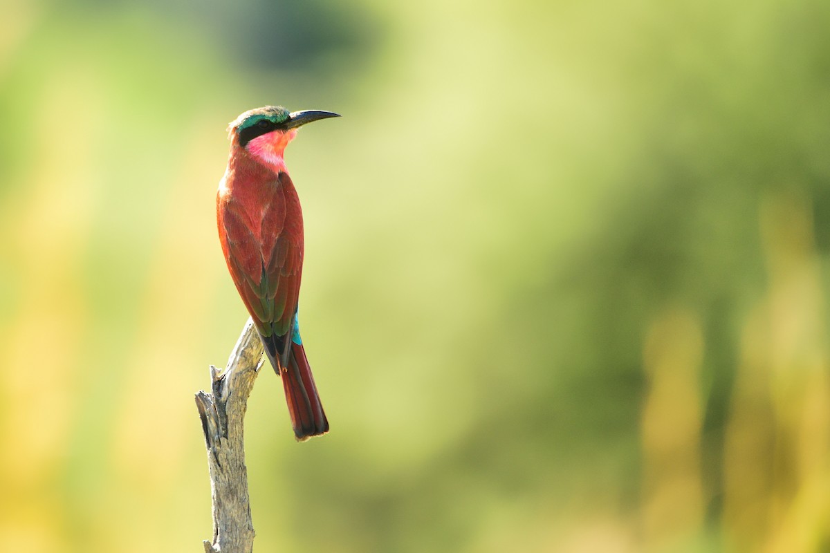 Southern Carmine Bee-eater - Cole Penning