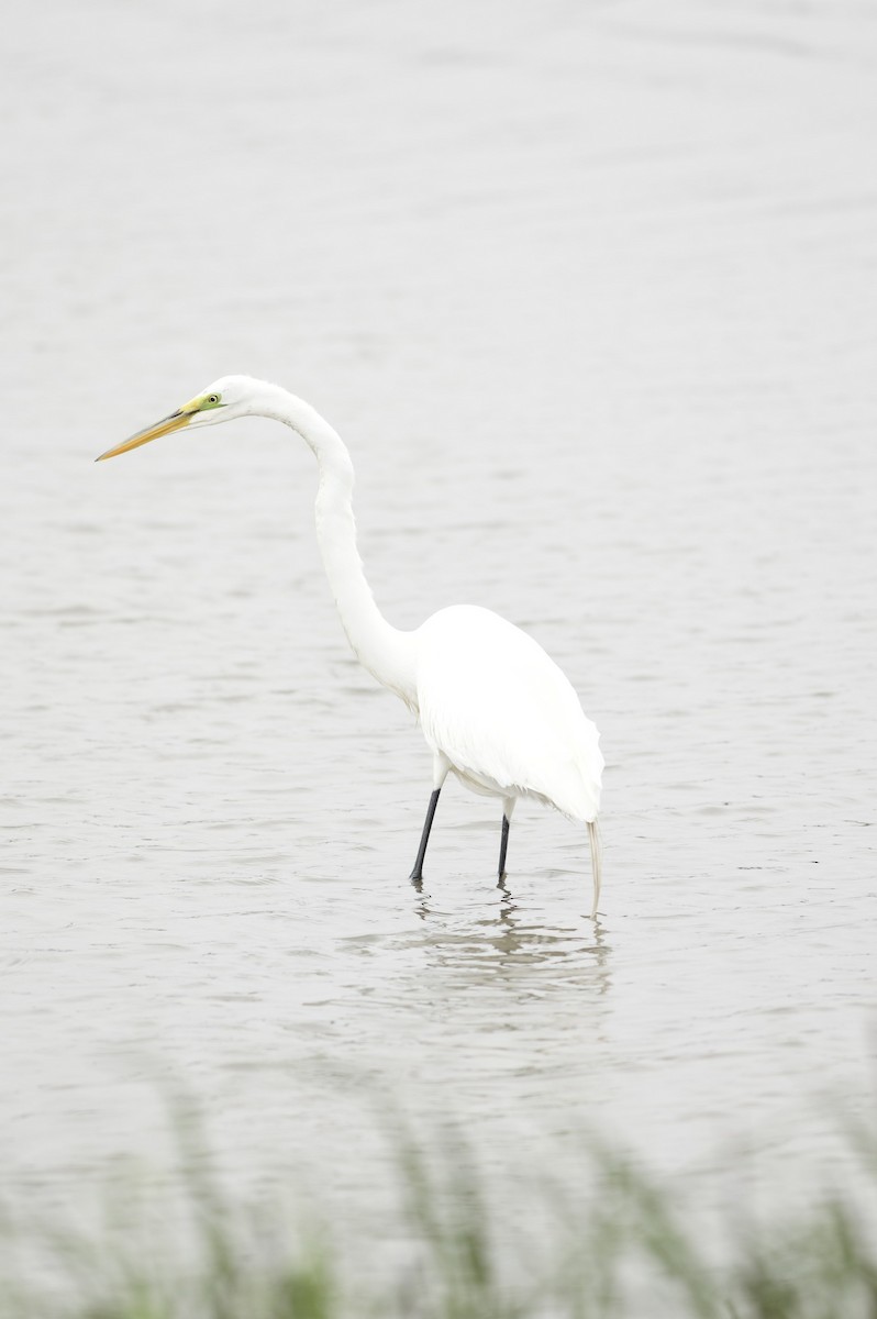 Great Egret - Tyler Sharer