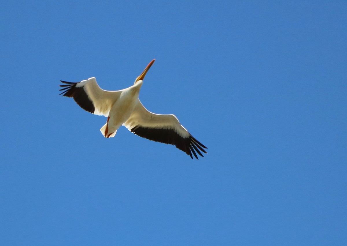 American White Pelican - Lisa Maier