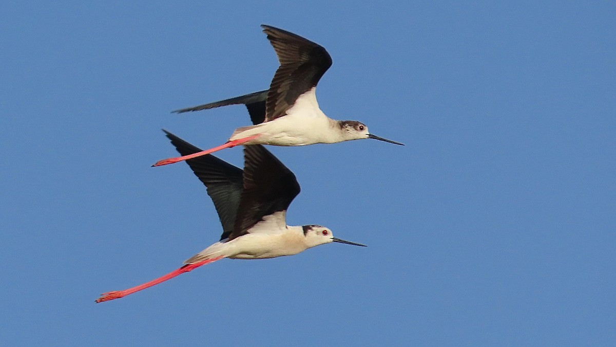 Black-winged Stilt - Noah Isakov