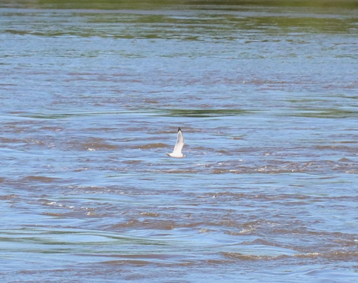 Franklin's Gull - ML619484716