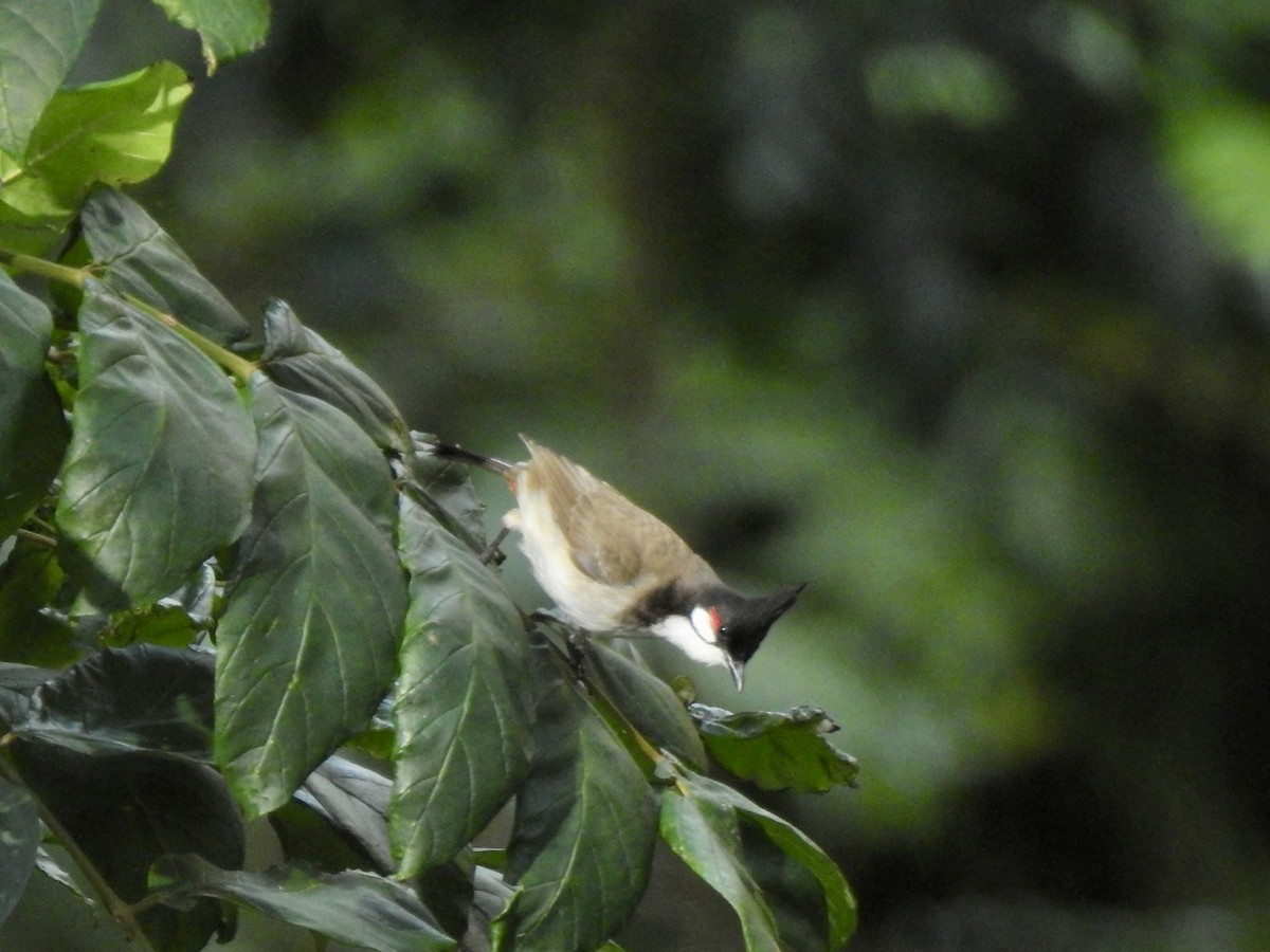 Red-whiskered Bulbul - Michael Young