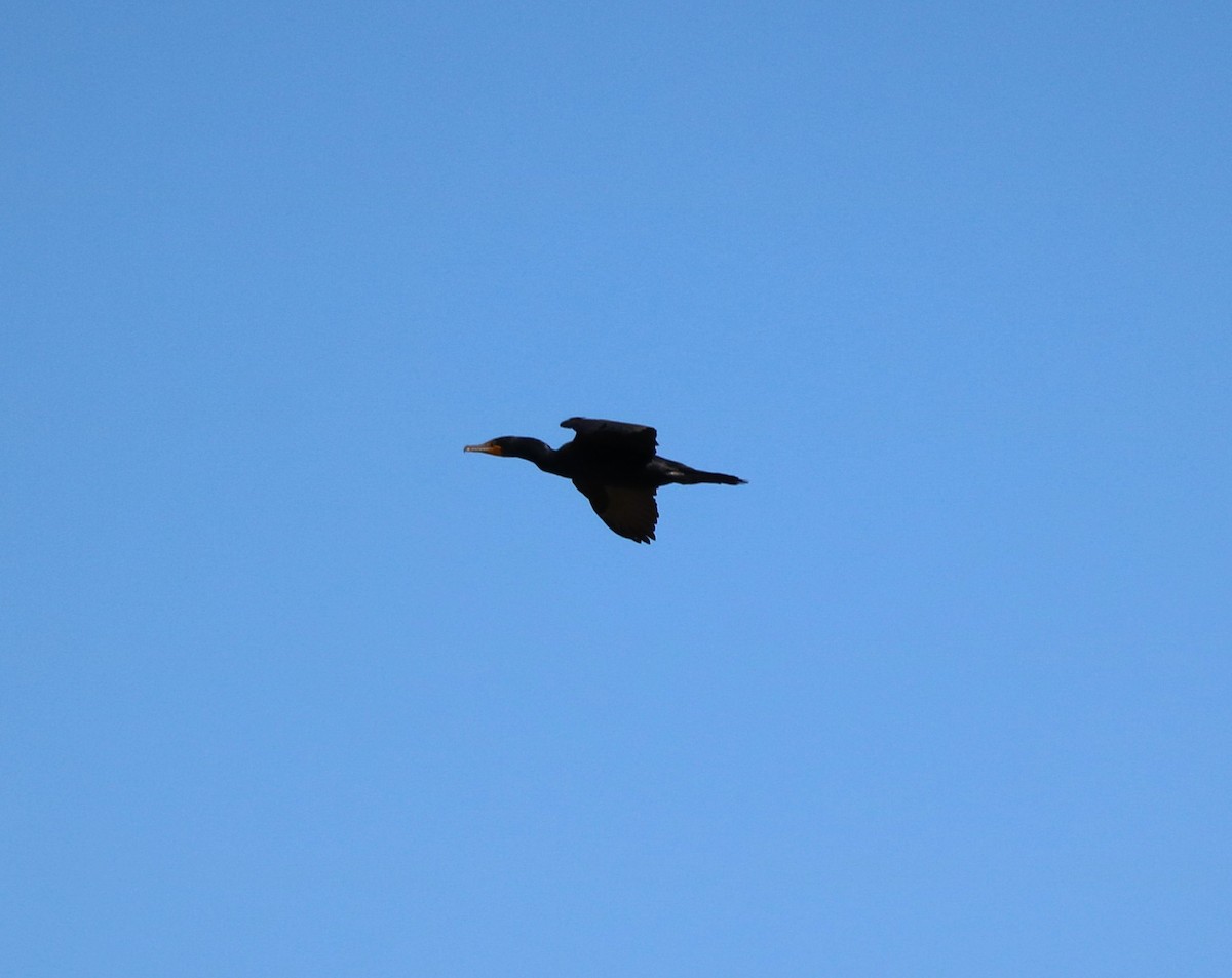 Double-crested Cormorant - Lisa Maier