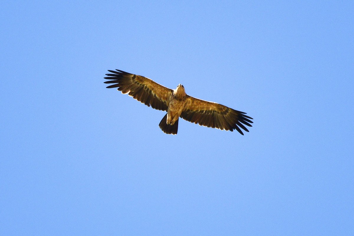 Tawny Eagle - Cole Penning