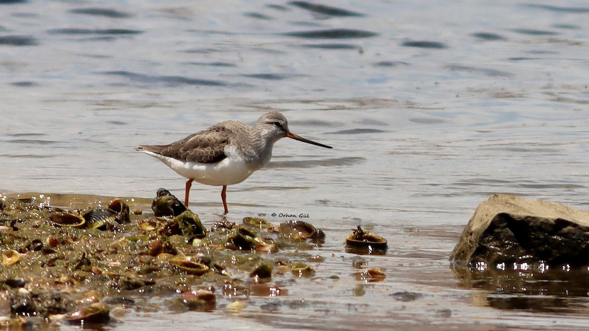 Terek Sandpiper - Orhan Gül