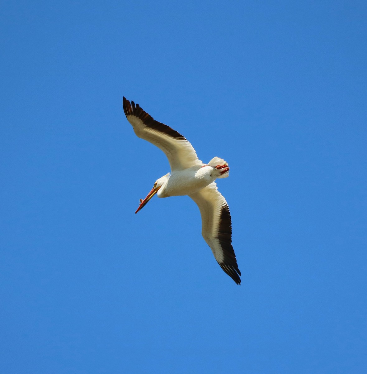pelikán severoamerický - ML619484735