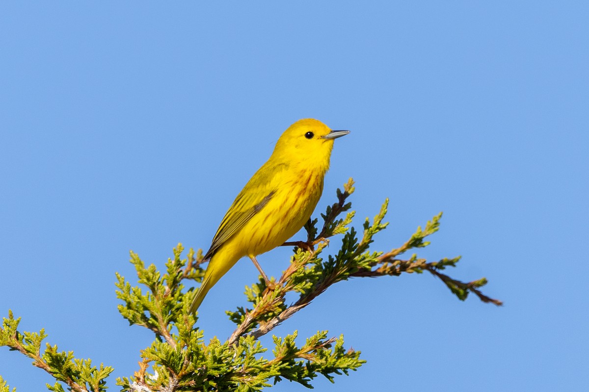 Yellow Warbler - Stinky Bird