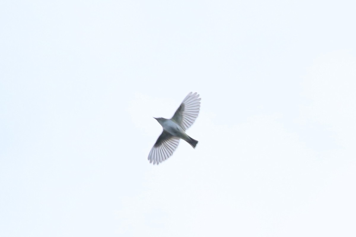 Red-eyed Vireo - Lily Morello