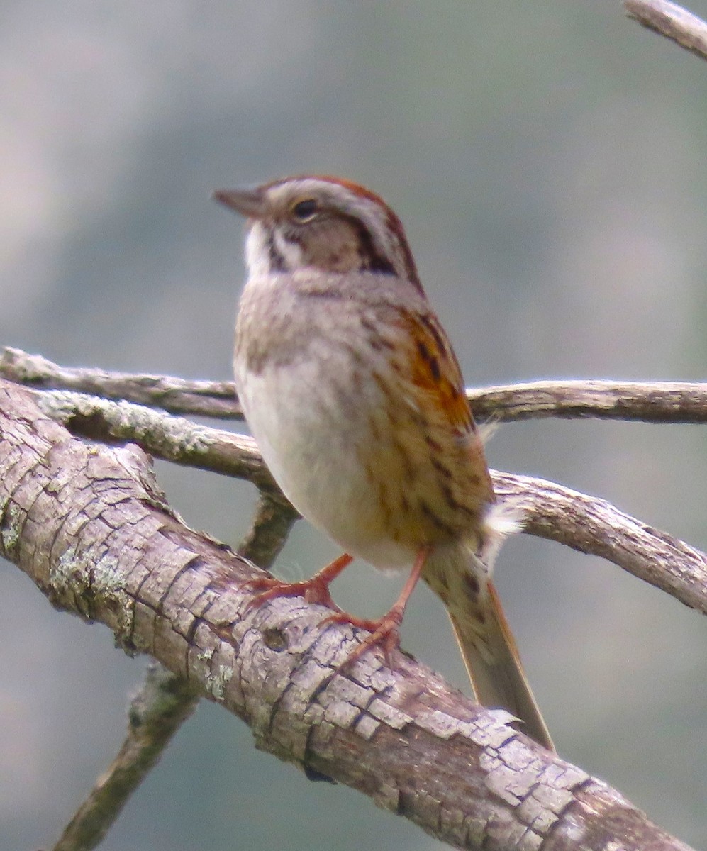 Swamp Sparrow - Bonnie McKenzie