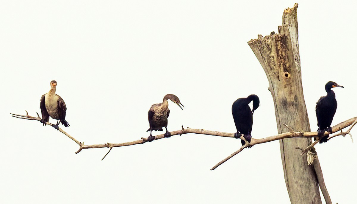 Double-crested Cormorant - Kathleen Keef