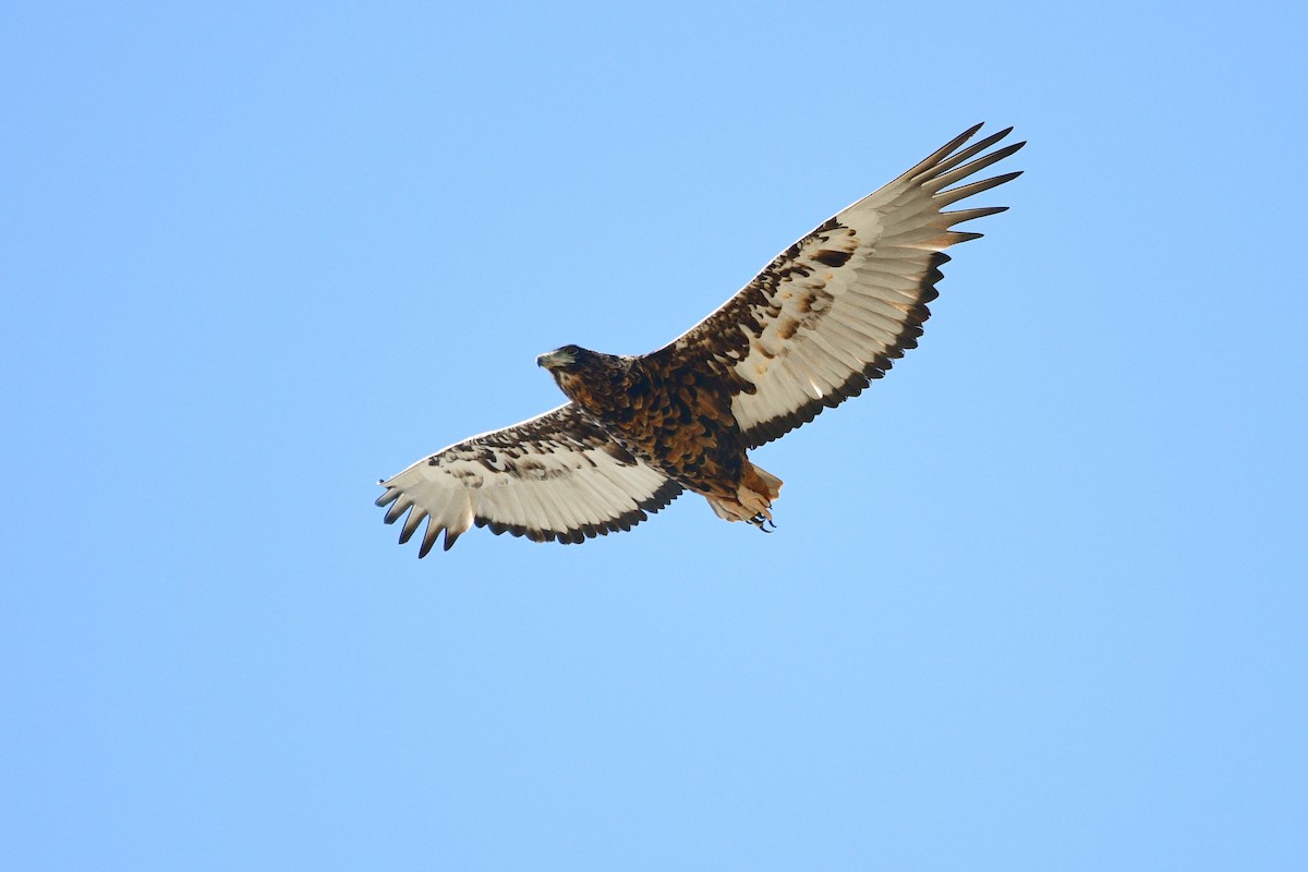 Bateleur - ML619484743