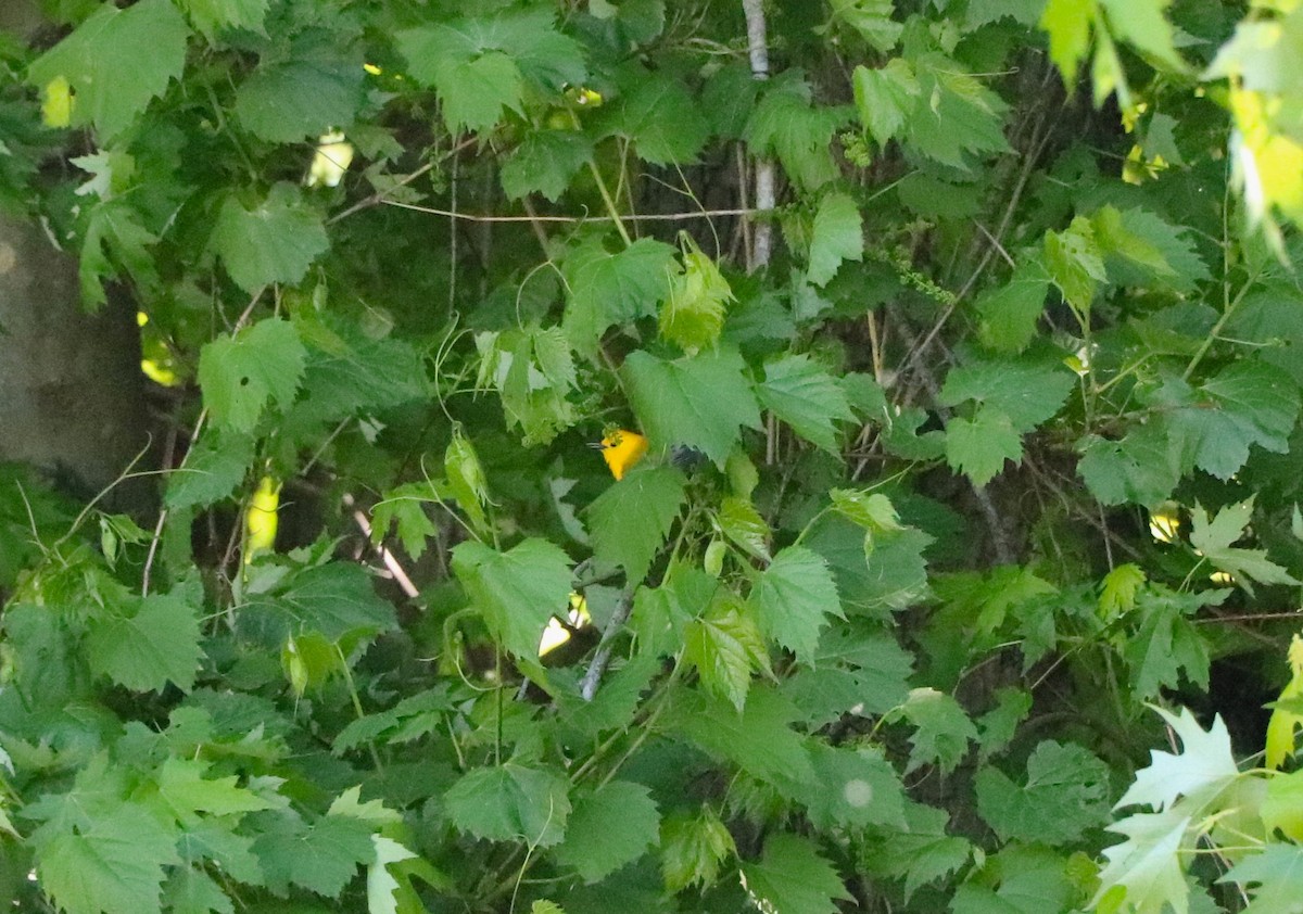 Prothonotary Warbler - ML619484744