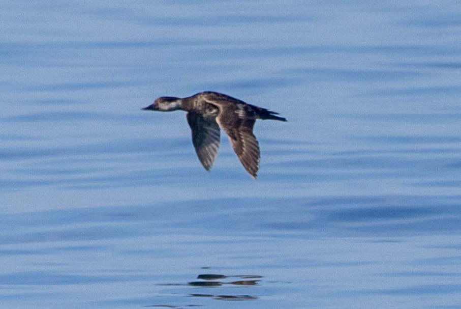 Black Scoter - Stinky Bird