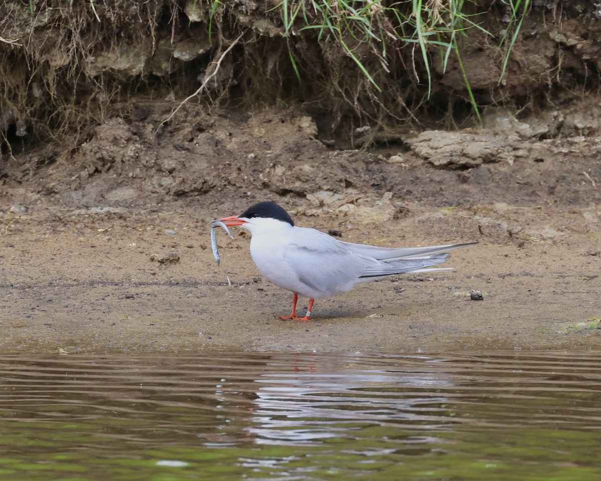 Common Tern - Sam Shaw