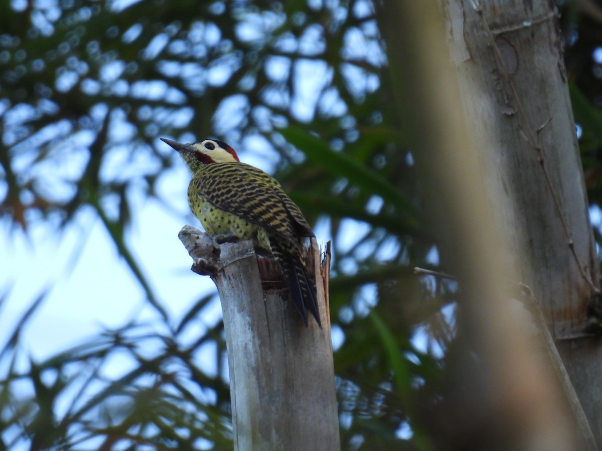 Green-barred Woodpecker - WILLIAM MACIEL