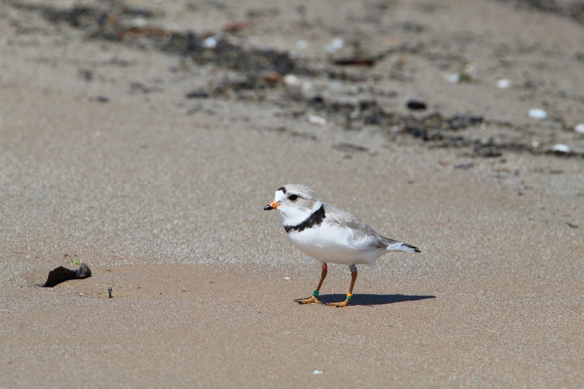 Piping Plover - Logan Henderson