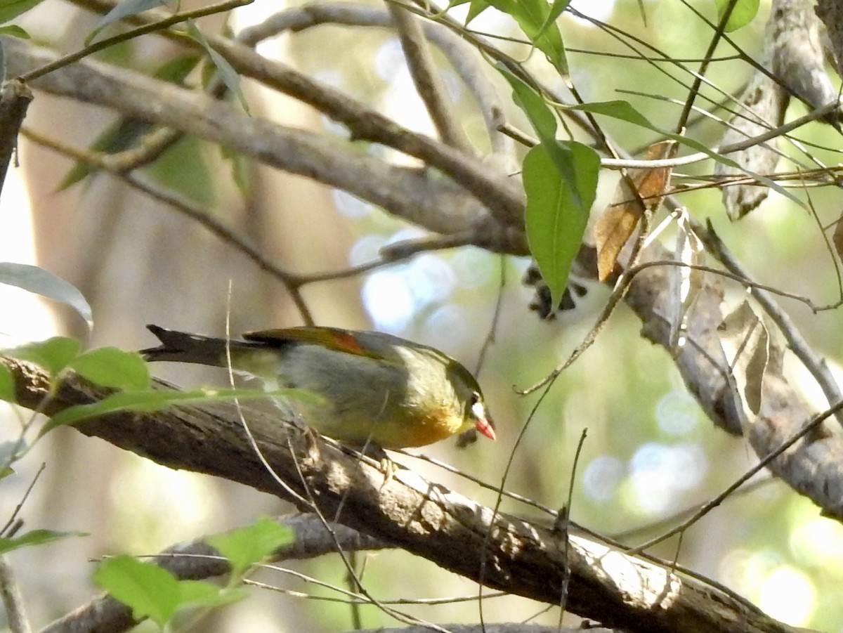 Red-billed Leiothrix - Michael Young