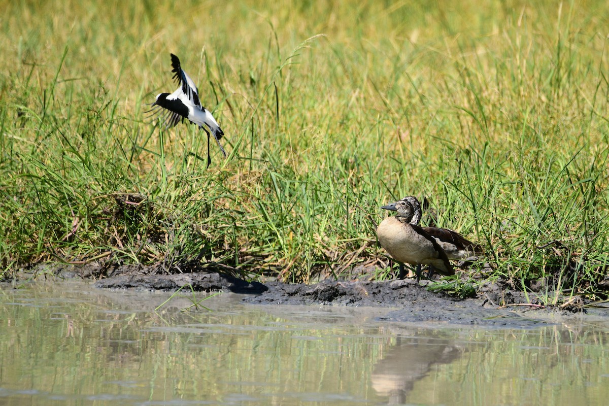 Knob-billed Duck - Cole Penning