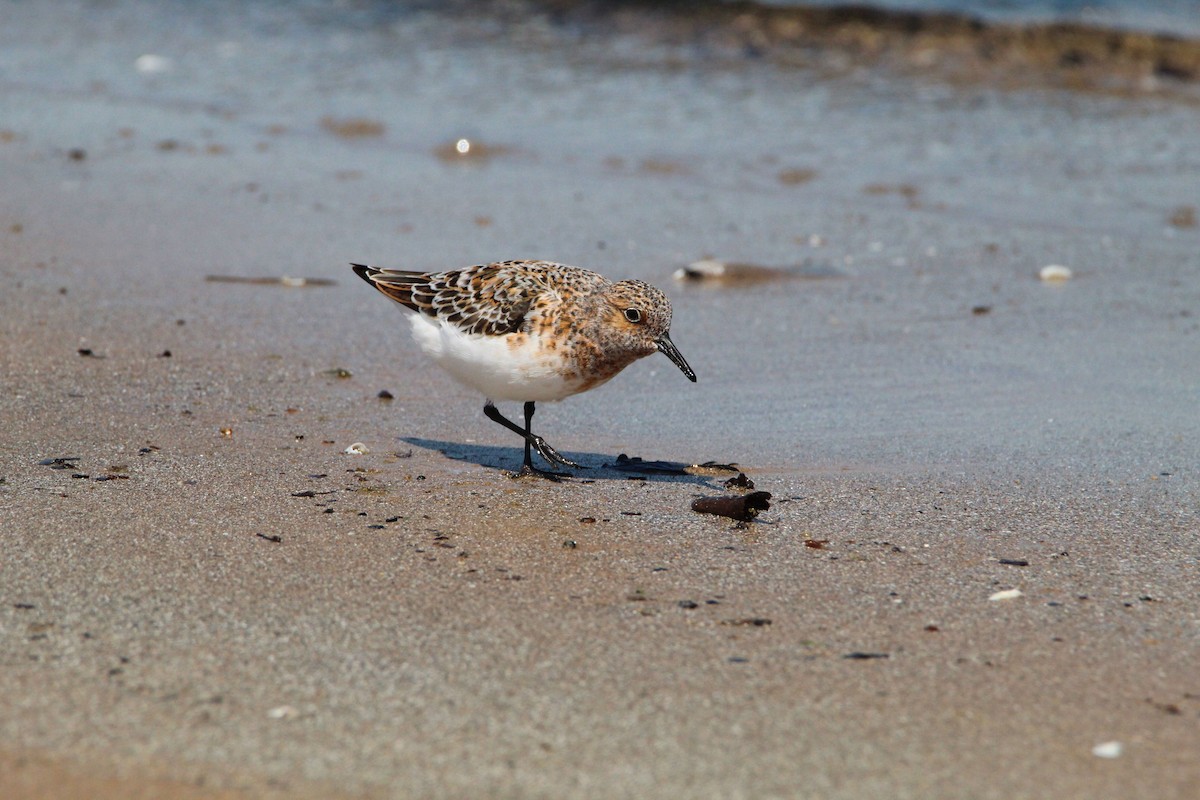 Sanderling - Logan Henderson