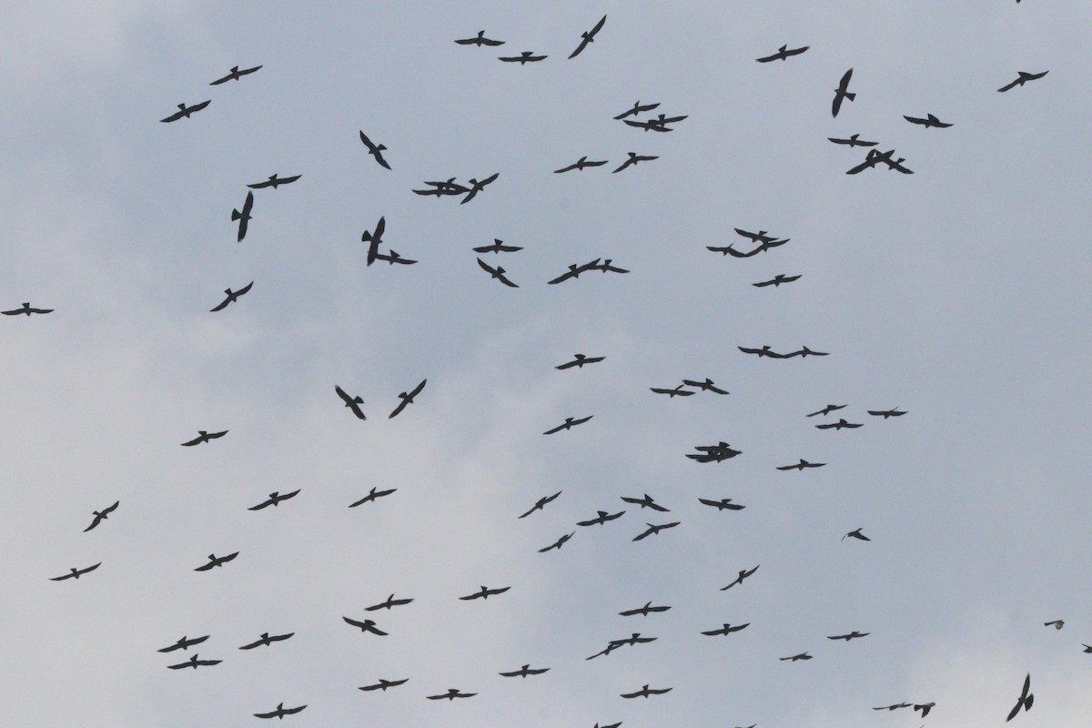 Mississippi Kite - Gigi DelPizzo