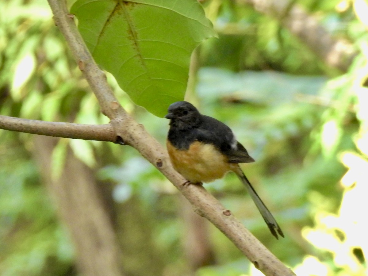 White-rumped Shama (White-rumped) - Michael Young