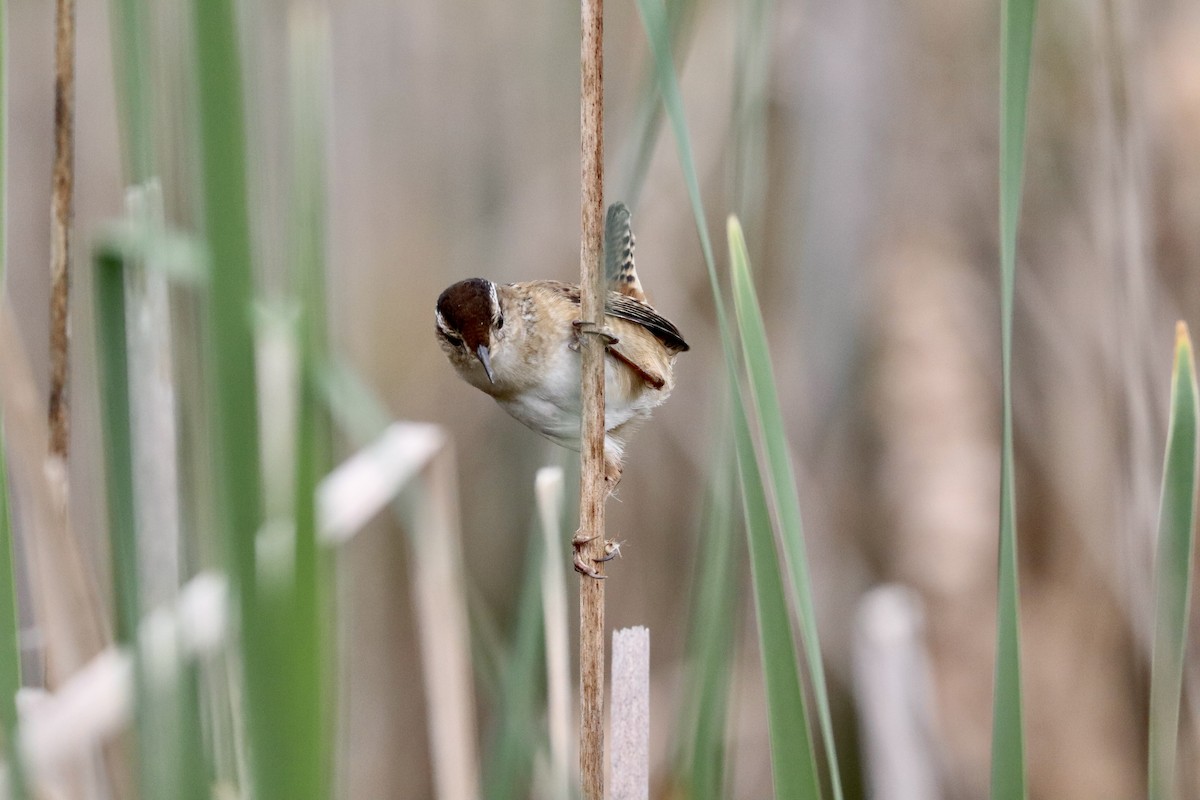 Marsh Wren - Liam Messier