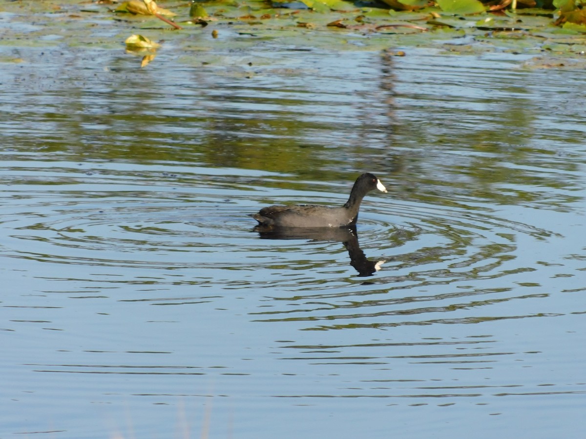 American Coot - Kaley Smith