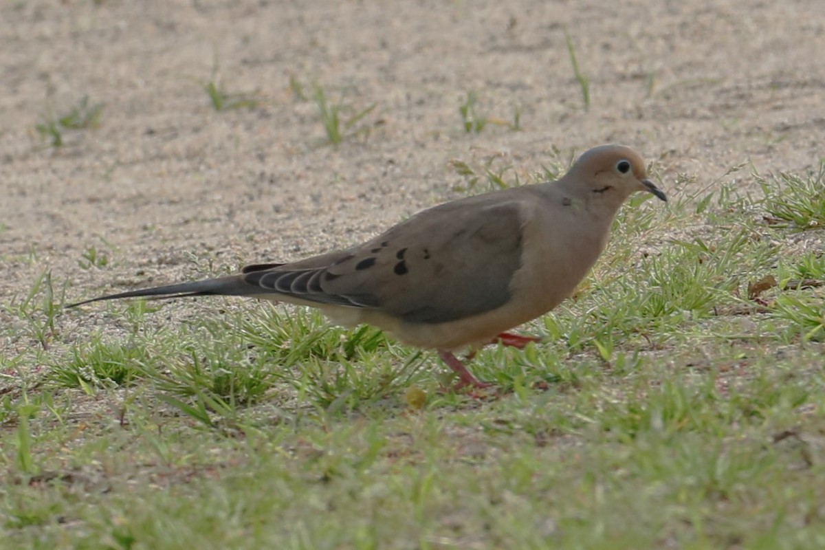 Mourning Dove - michael vedder