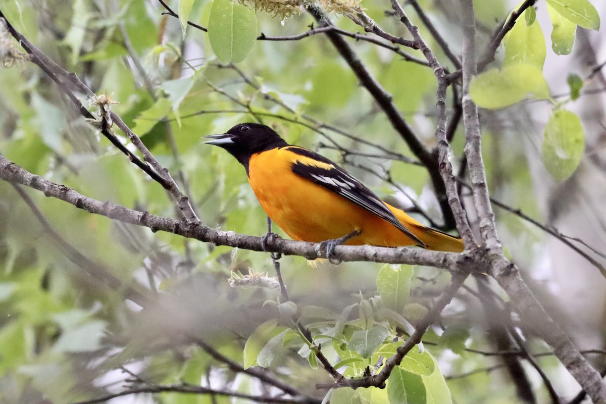 Baltimore Oriole - Liam Messier