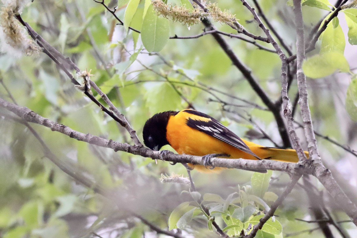 Baltimore Oriole - Liam Messier