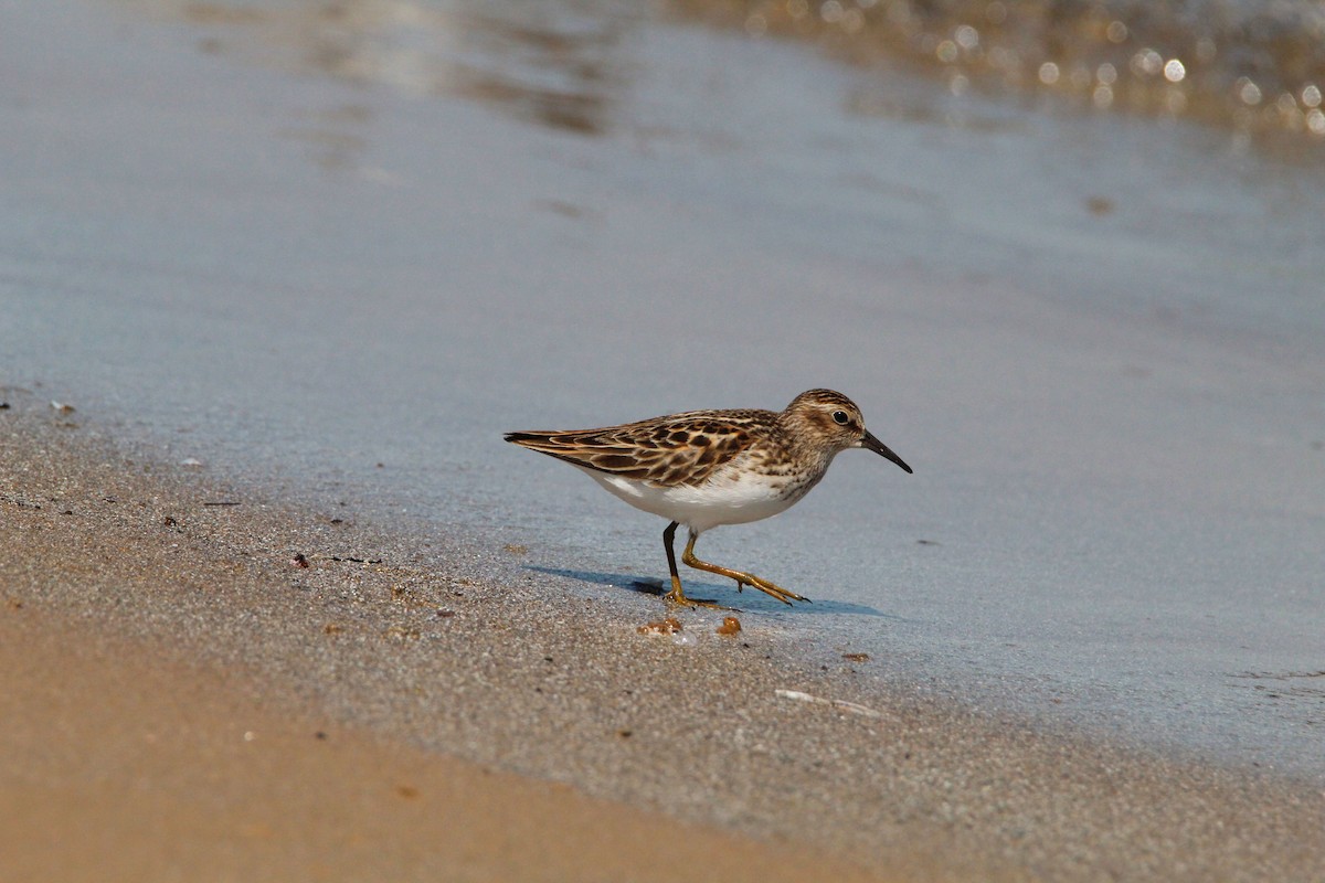 Least Sandpiper - ML619484788