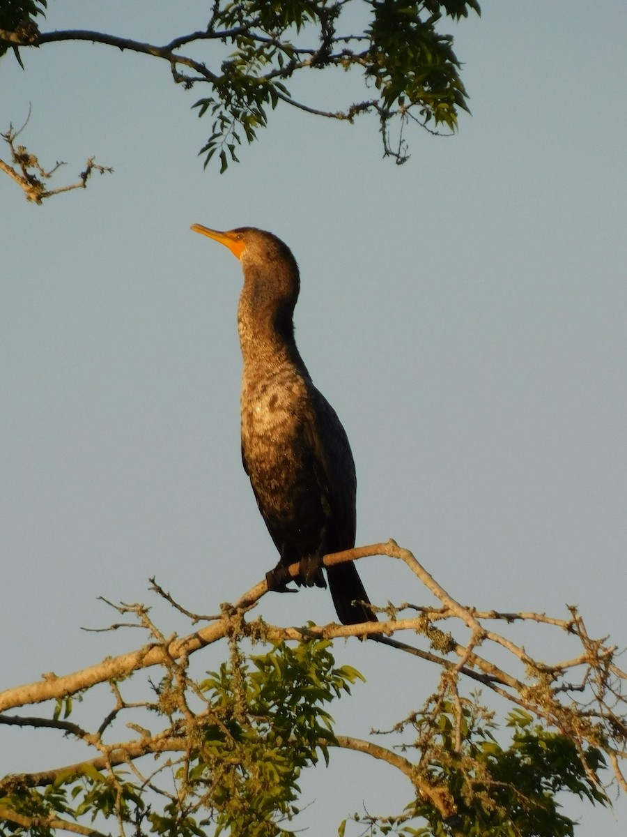 Double-crested Cormorant - Kaley Smith