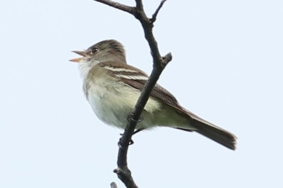 Willow Flycatcher - michael vedder