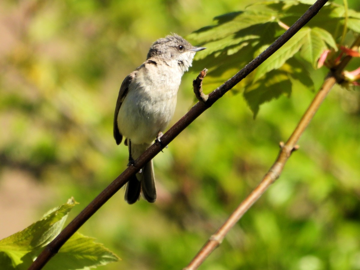 Lesser Whitethroat - Martin Rheinheimer