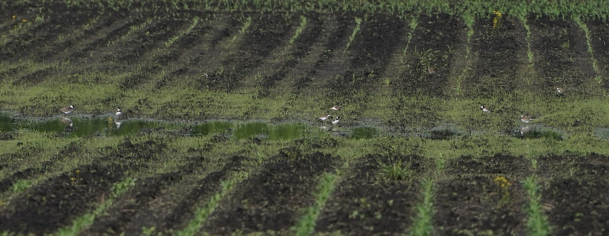 Semipalmated Plover - Lee Funderburg