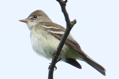 Willow Flycatcher - michael vedder