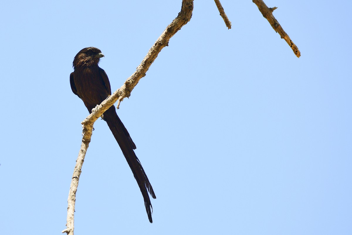 Magpie Shrike - ML619484804