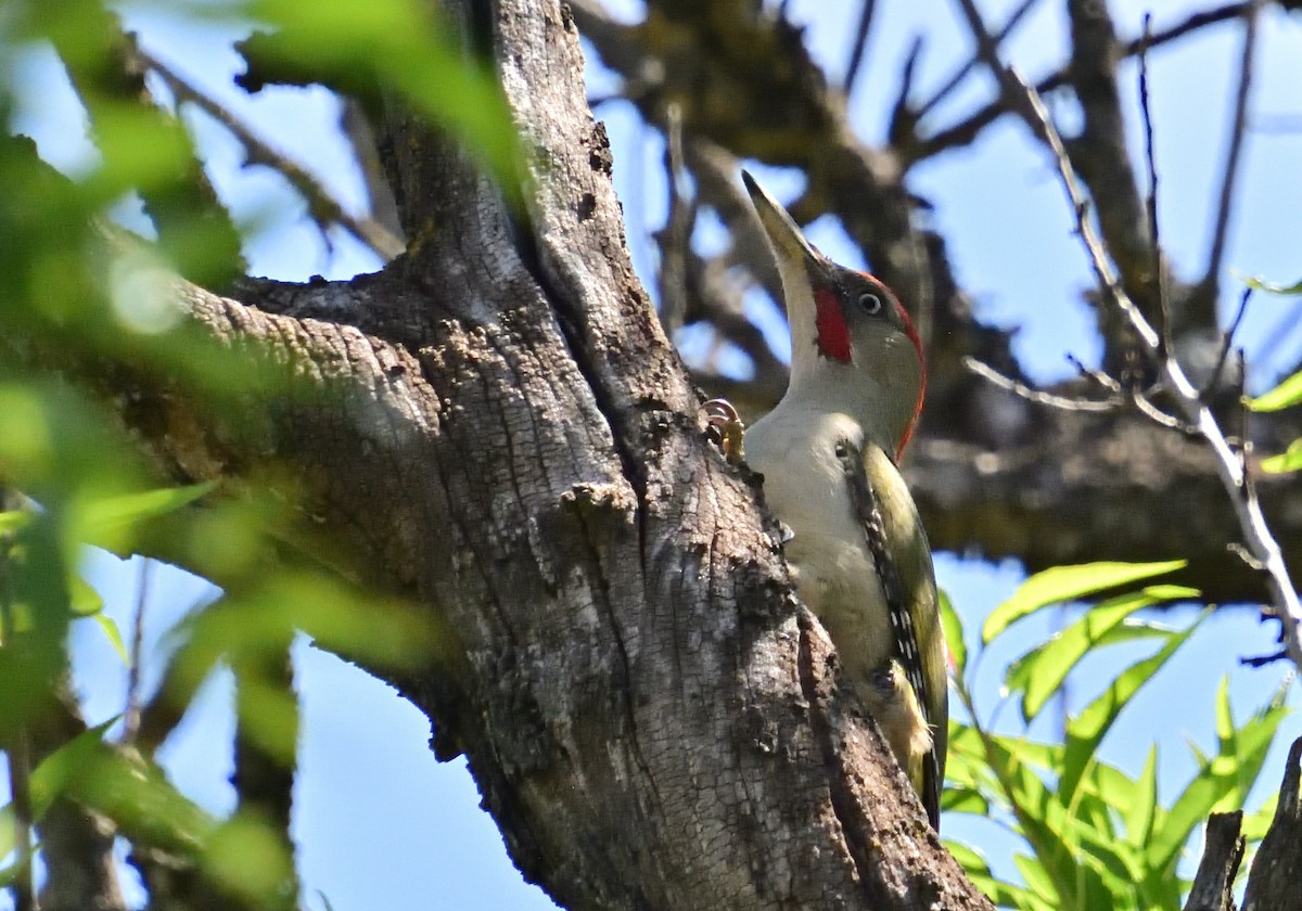 Iberian Green Woodpecker - Mu Sano