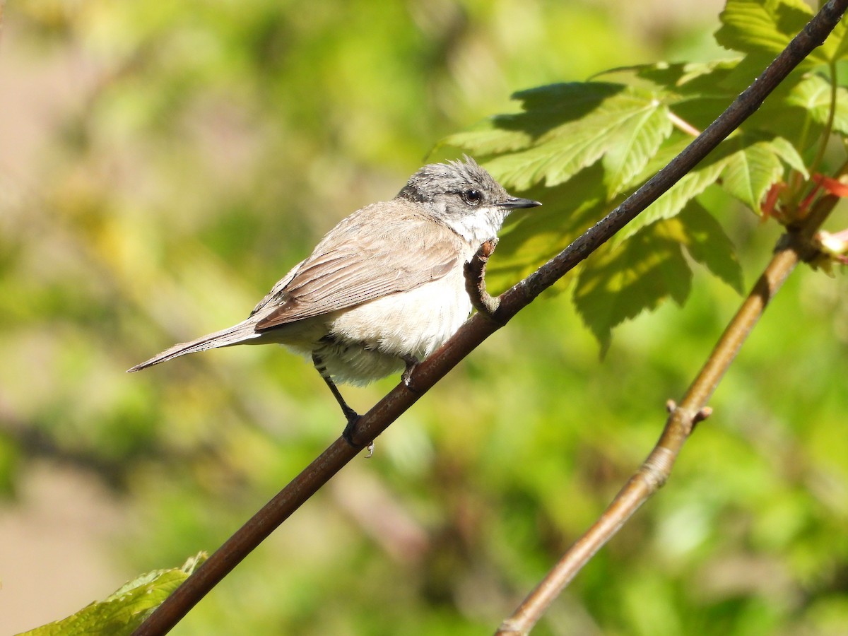 Lesser Whitethroat - ML619484809