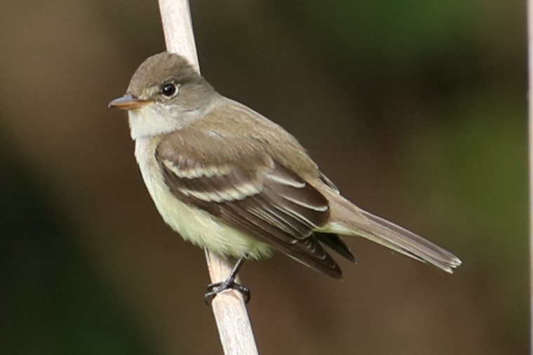 Willow Flycatcher - michael vedder