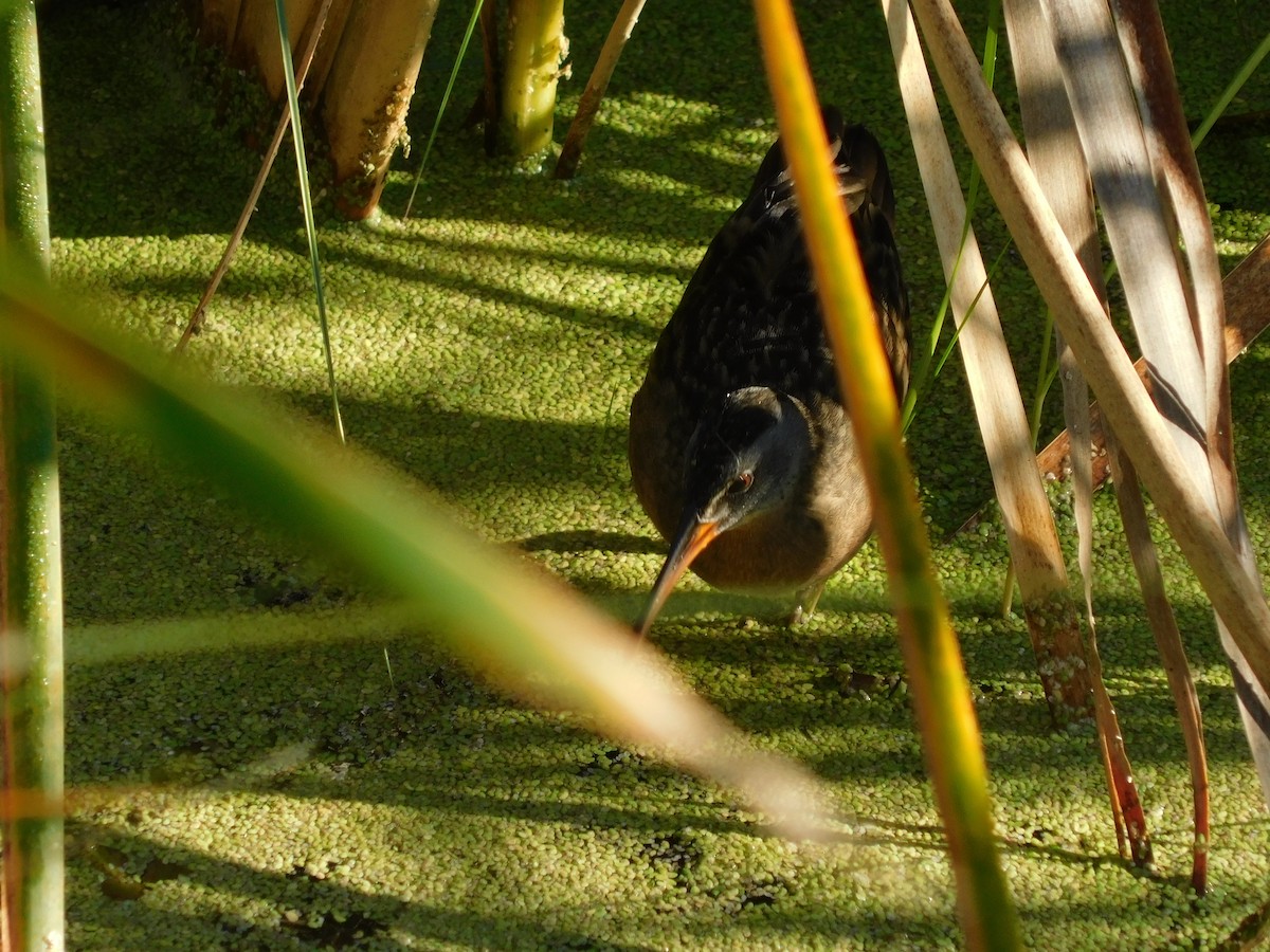 Virginia Rail - ML619484819