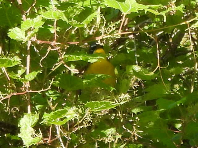 Yellow-breasted Chat - ML619484822