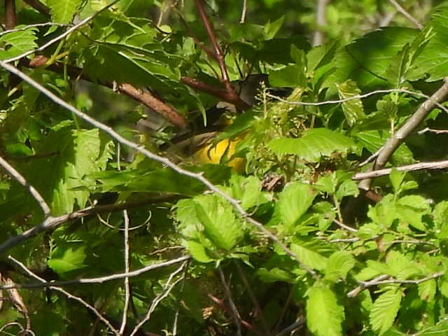 lesníček žlutoprsý - ML619484823