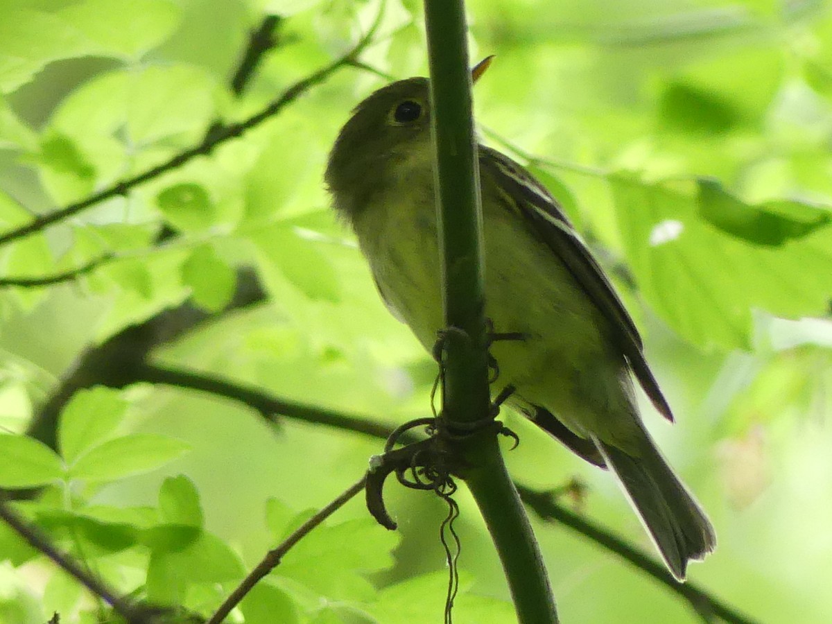 Yellow-bellied Flycatcher - Rebecca Merrill