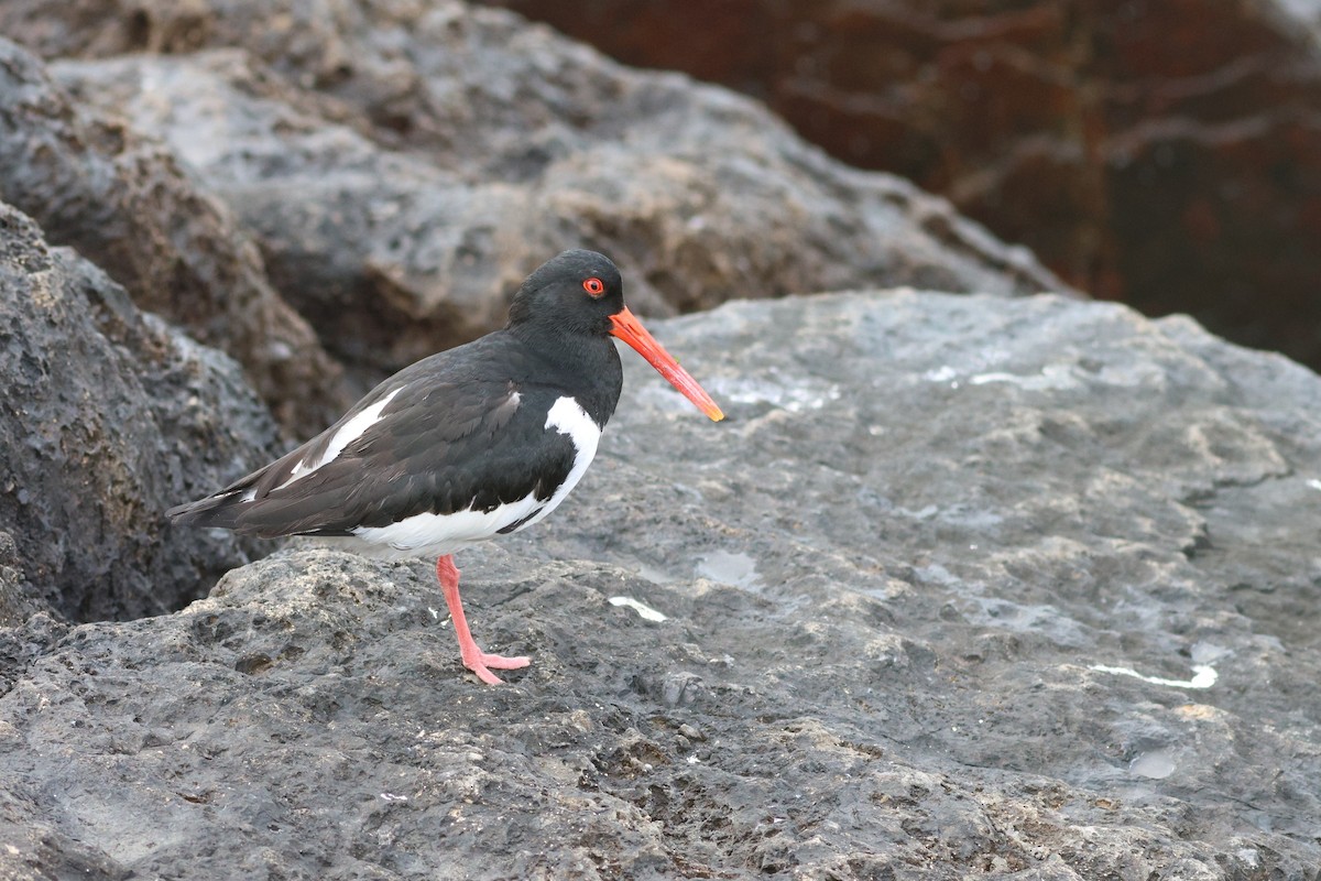 Eurasian Oystercatcher (Far Eastern) - 浙江 重要鸟讯汇整